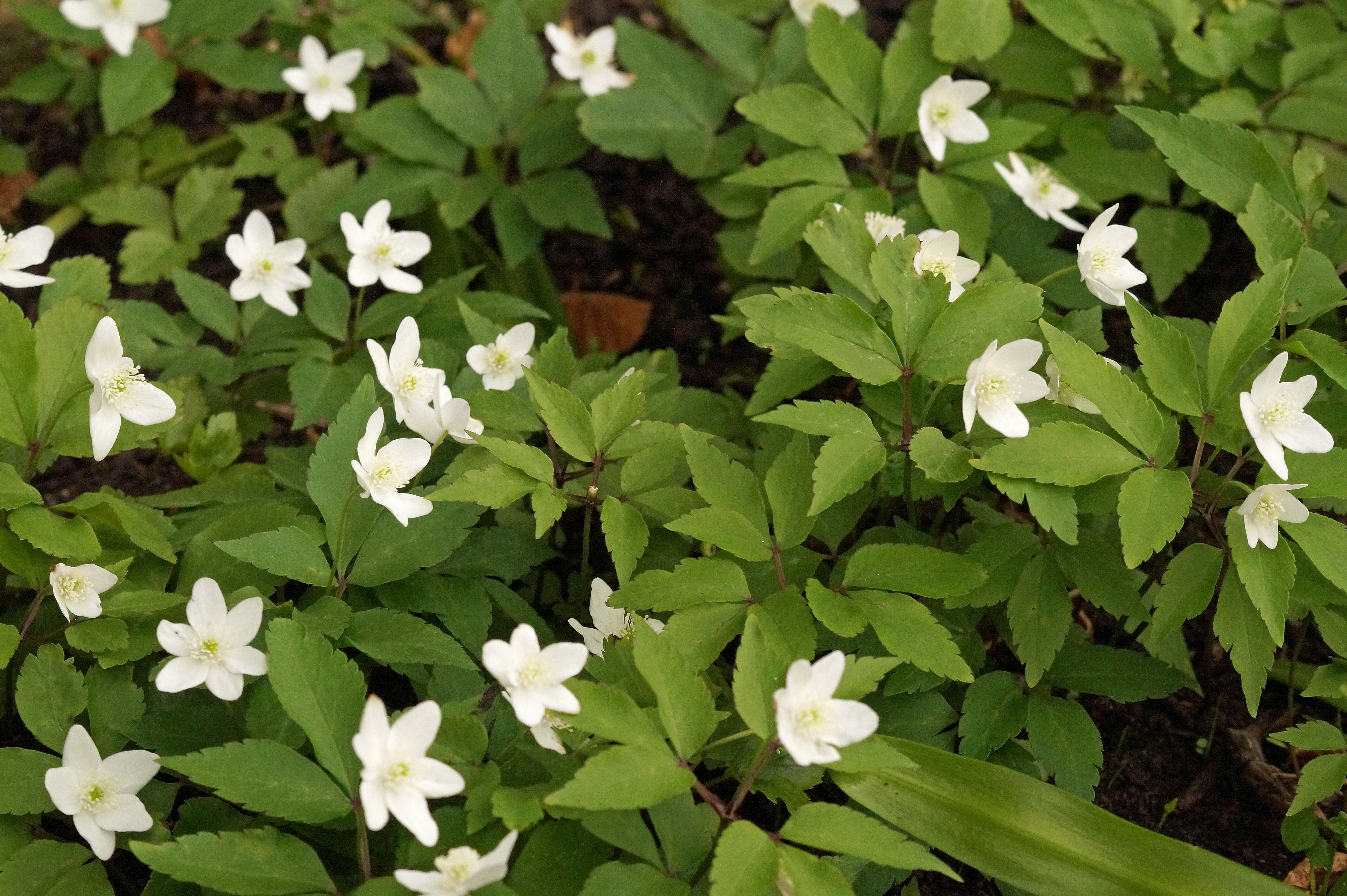 Anemone trifolia  bestellen